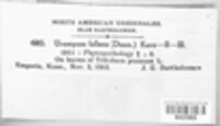 Uromyces fallens image